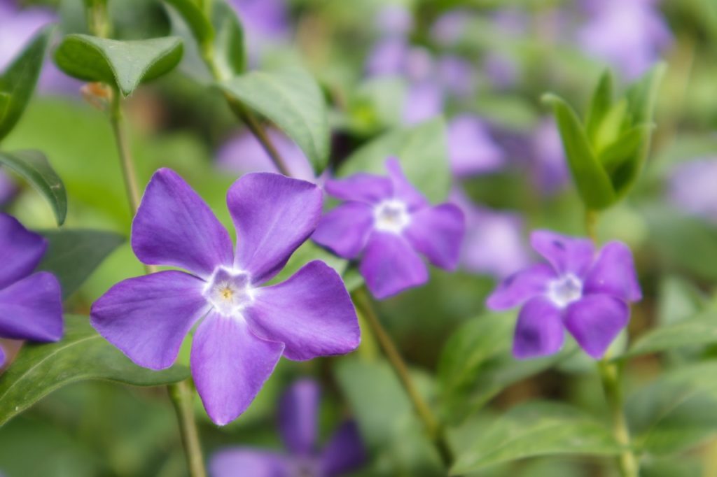 purple vinca minor flowers with star-shaped petals growing outdoors