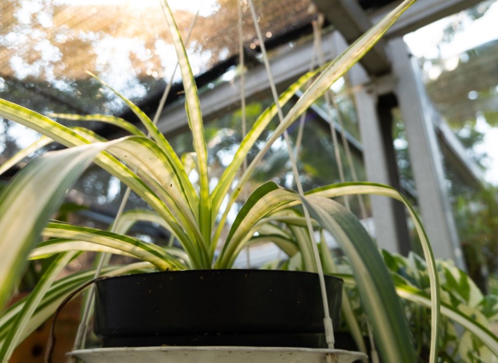 a cordyline plant with white and green variegated leaves growing in a hanging basket in a greenhouse