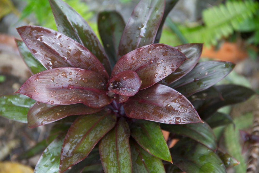 a purple and green leaved cordyline plant covered in water droplets