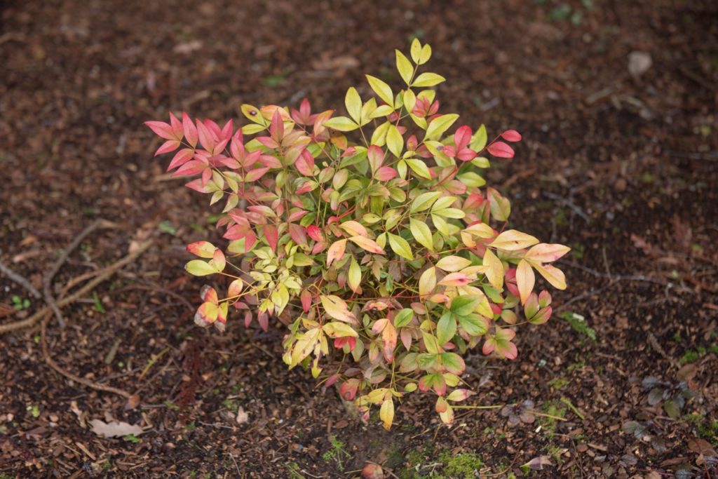 How To Prune Nandina Domestica Horticulture Magazine