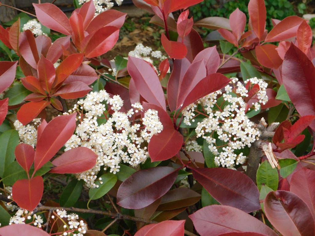 photinia shrub with red and green leaves and umbels of small creamy-white flowers