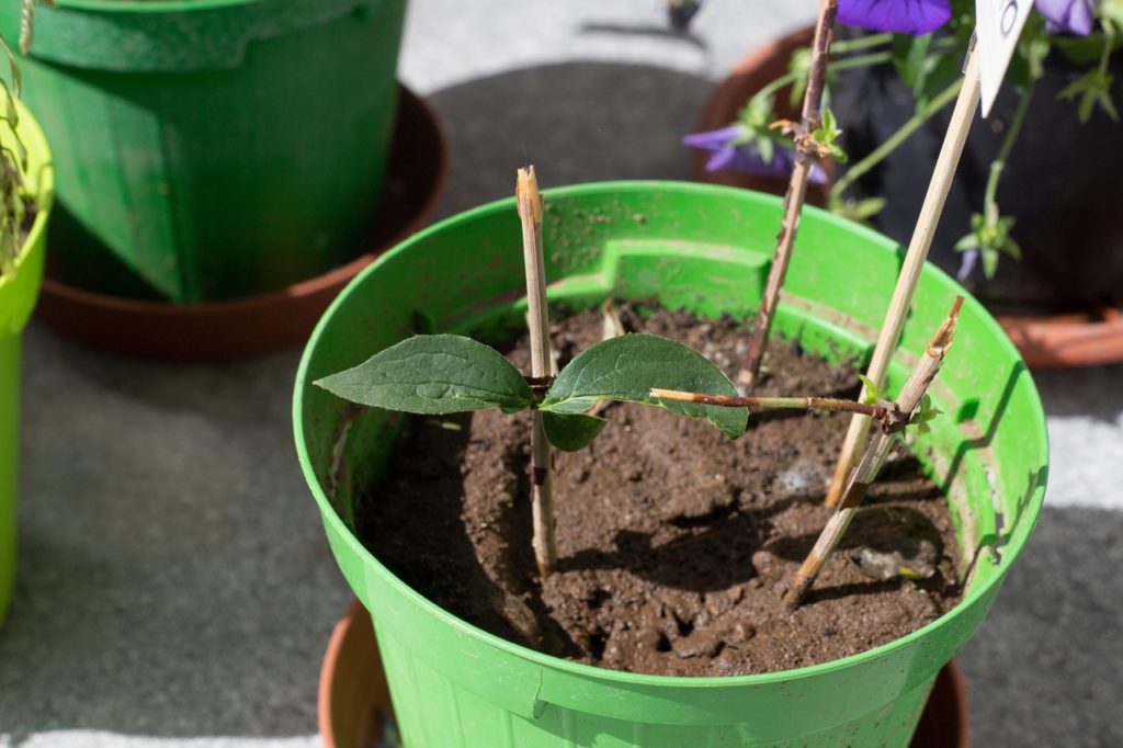 a green pot containing softwood cuttings with a couple of leaves sprouting from the branches