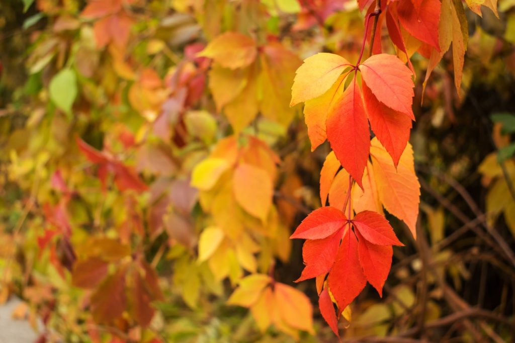 red and yellow leaves from a Virginia creeper plant growing outside