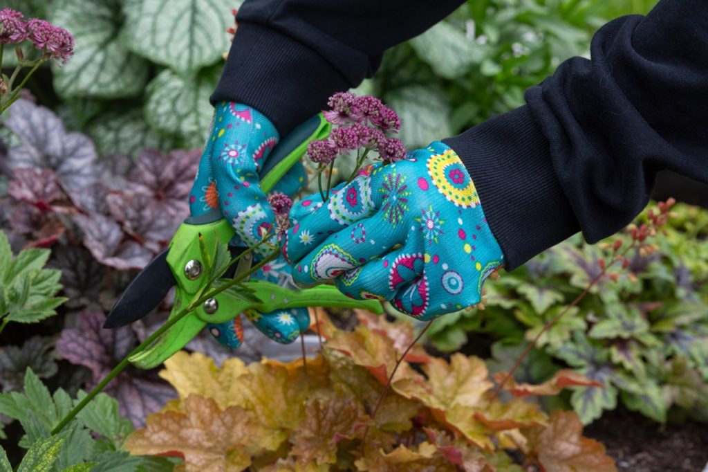 gardener with blue gardening gloves using secateurs to deadhead a spent astrantia plant