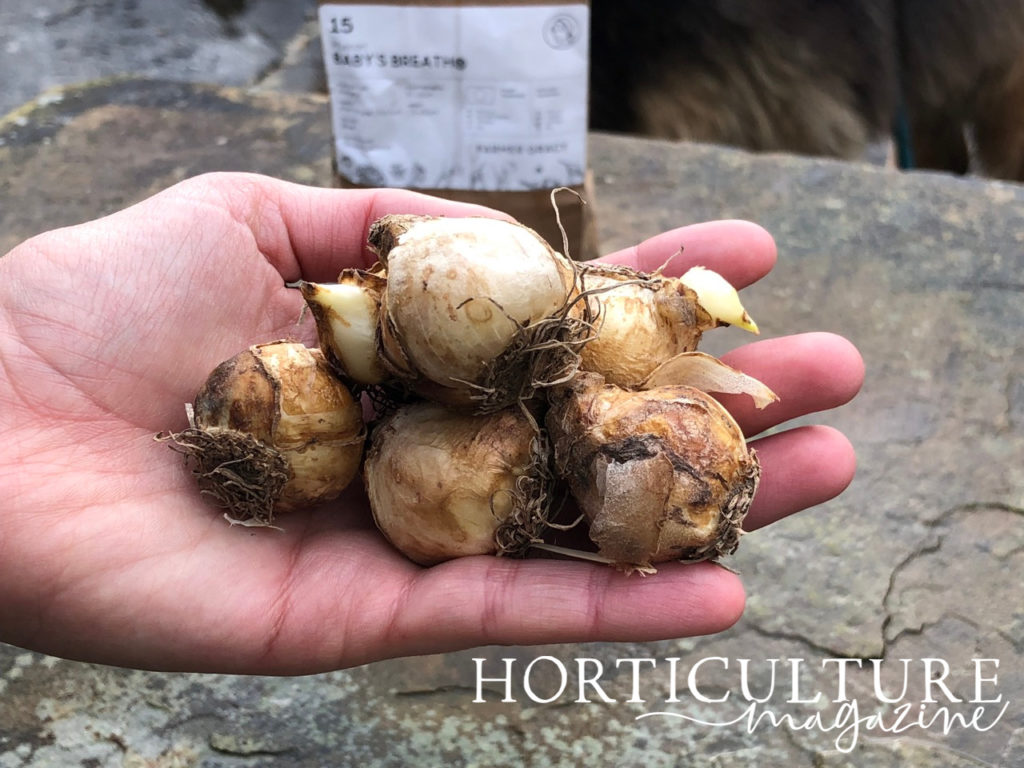 a hand holding several brown, flaky muscari bulbs in front of a stony wall outside