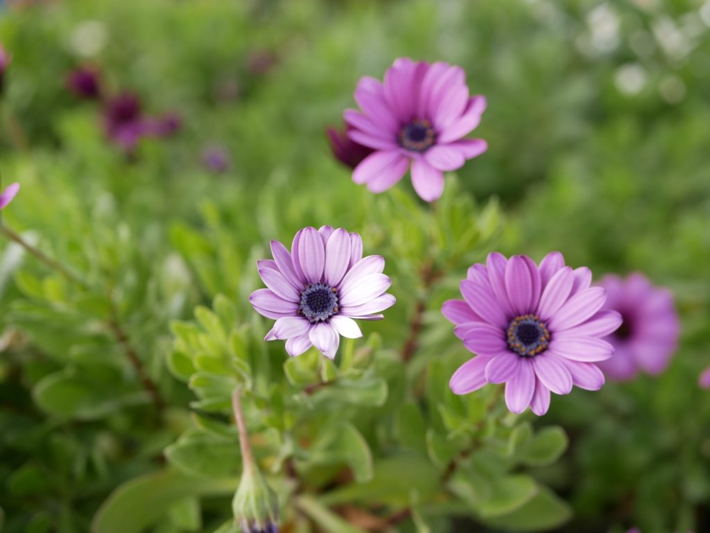 the purple-pink flowers of an African daisy plant with dark centres and waxy light green foliage