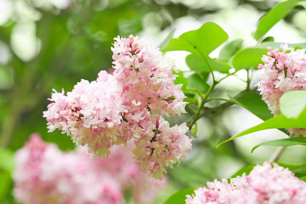 How To Deadhead Lilac (Syringa) Horticulture Magazine