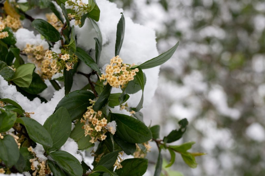 clusters of yellow flowers growing on a viburnum tinus shrub that is covered in a layer of snow