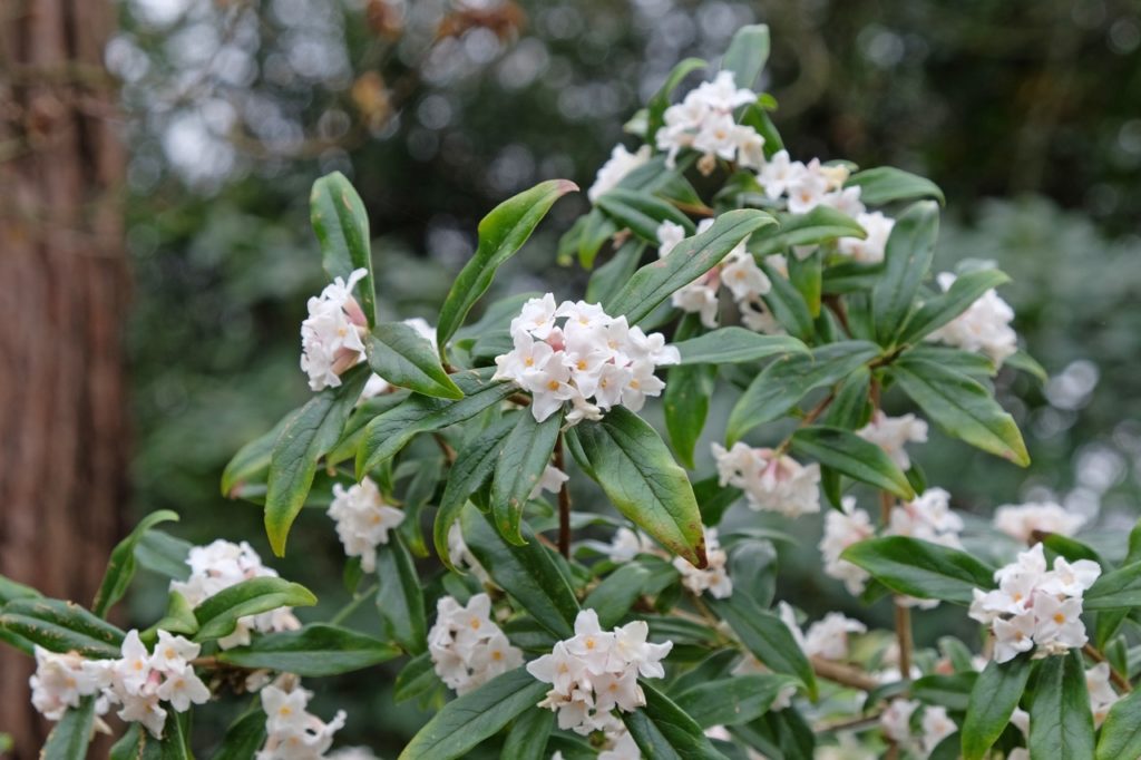white flowering daphne shrub with green leaves and brown woody stems growing outside