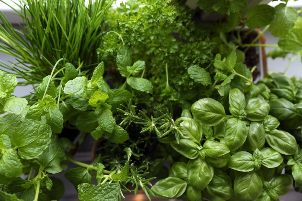 onions, mint, basil and other herbs growing in pots on a windowsill
