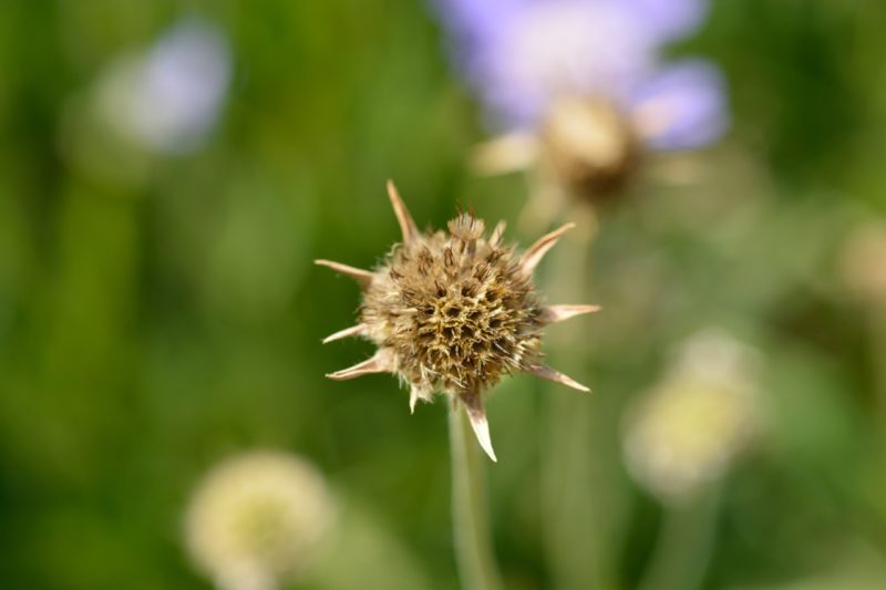 Should You (And How To) Deadhead Scabiosa Horticulture