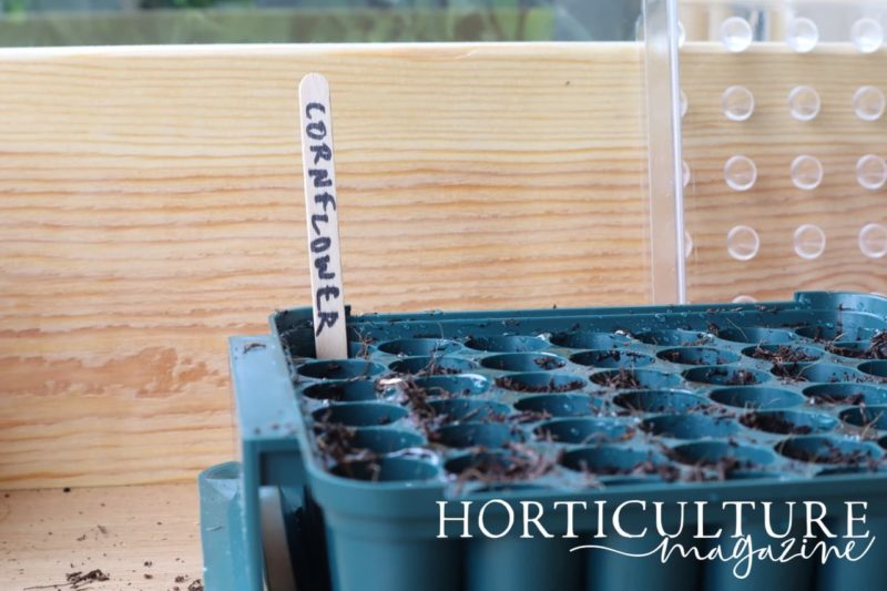 Growing Cornflowers From Seed (3 Steps) Horticulture.co.uk