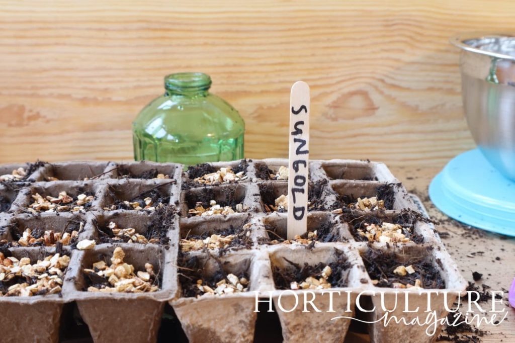 compostable seed tray with modules labelled ‘Sungold’