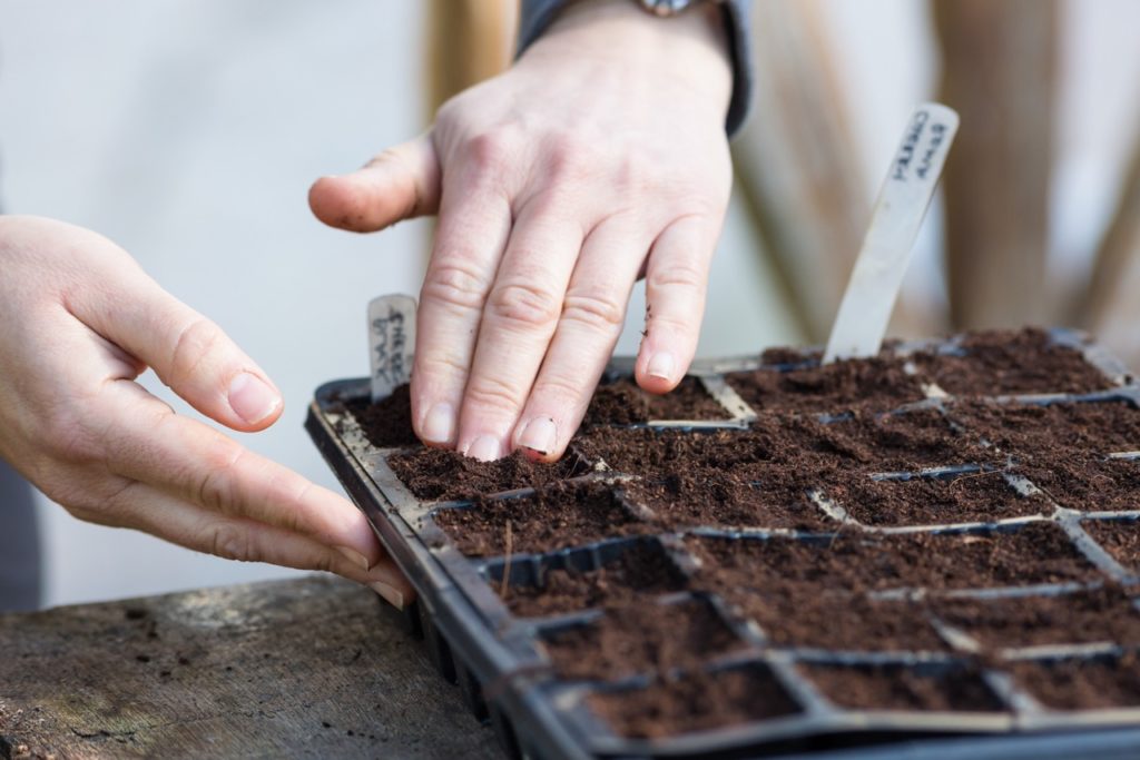 gardeners hands pressing the soil down in a seed tray after planting seeds into individual cells