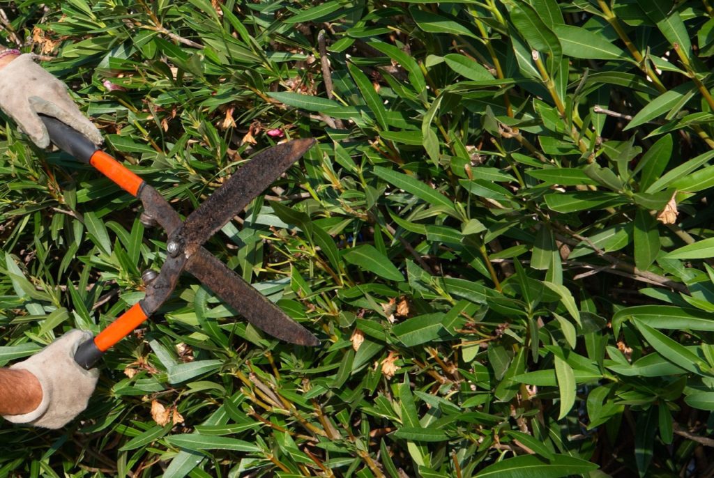 How To Prune Oleander (Nerium) In 4 Steps Horticulture.co.uk