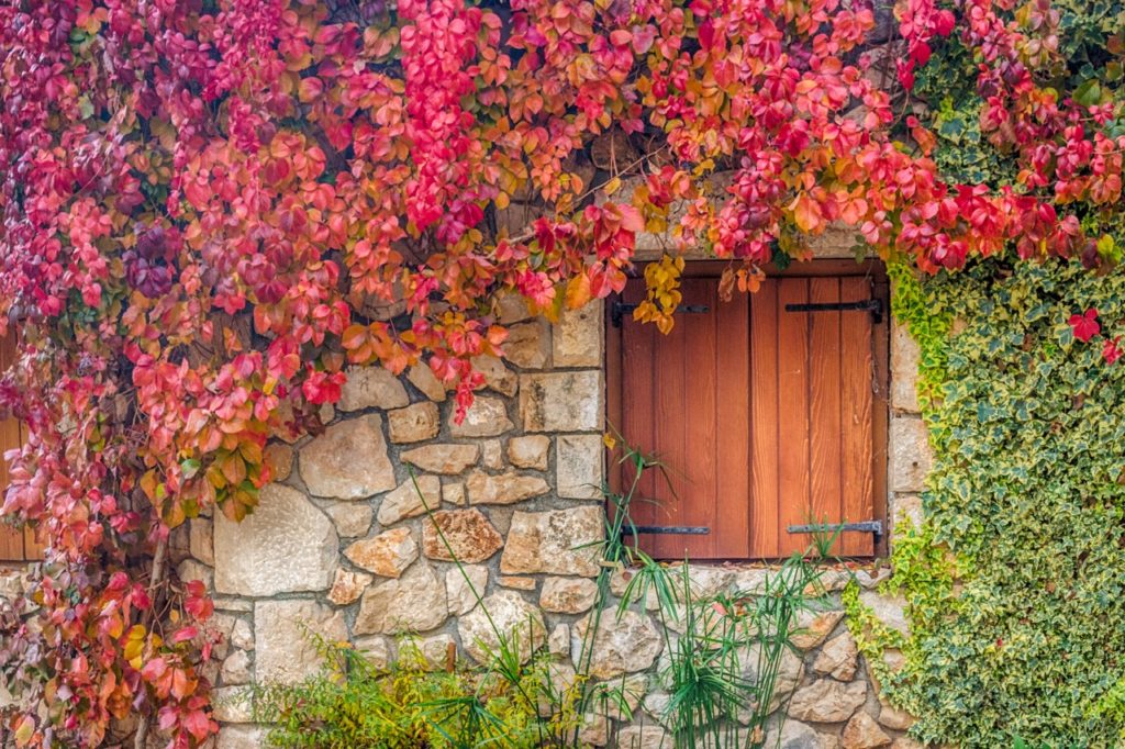 a large Virginia creeper with red and orange leaves growing against a stone wall of a house with wooden shutter windows