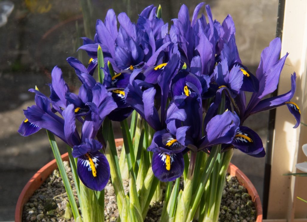 Growing Irises In Pots Key Considerations Horticulture.co.uk