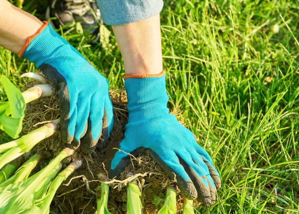 gardener wearing blue gardening gloves prying apart a plant by the roots to make divisions