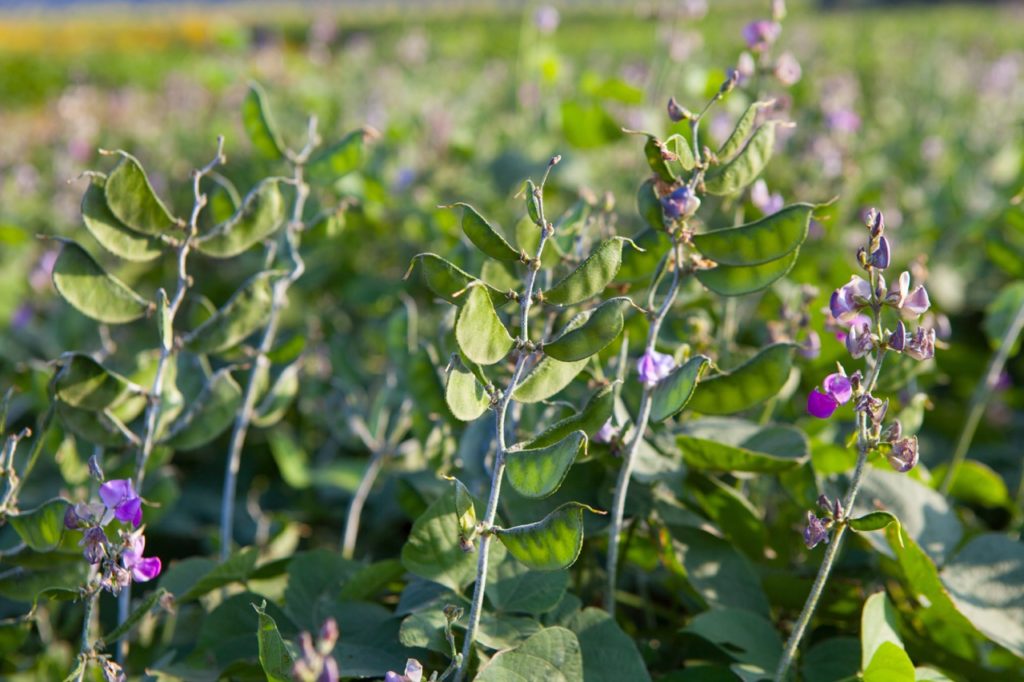 hyacinth bean plant with pods and a small purple florets