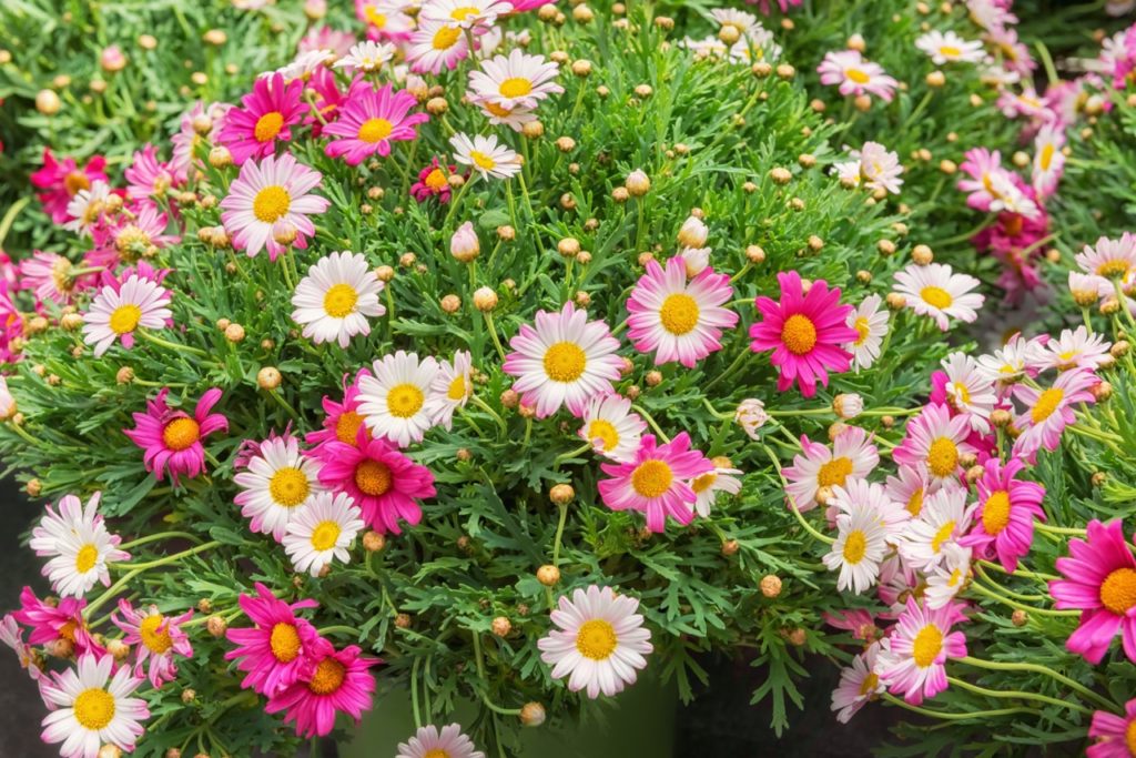 pink and white flowers of an Argyranthemum frutescens sub-shrub