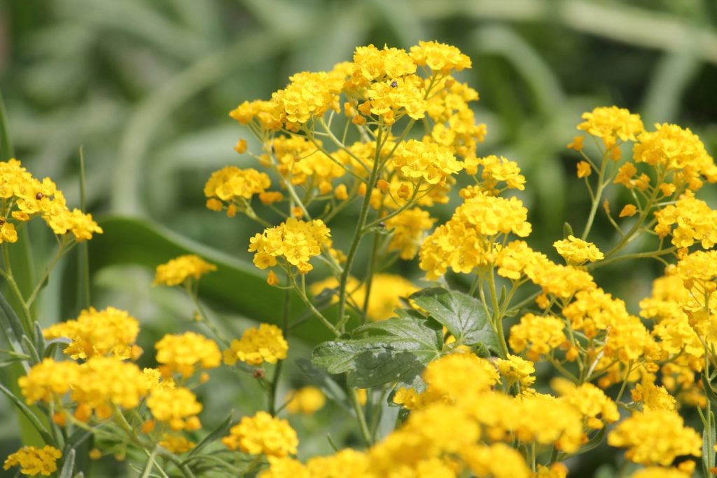 Aurinia saxatilis with clusters of small yellow flowers growing from long thin stems outside