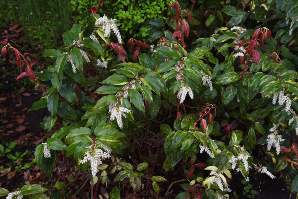 Leucothoe fontanesiana shrub with green and red leaves and clusters of white flowers