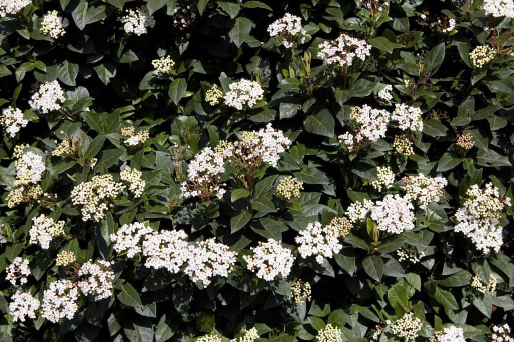 dark green foliage and clusters of white flowers from a laurustinus shrub