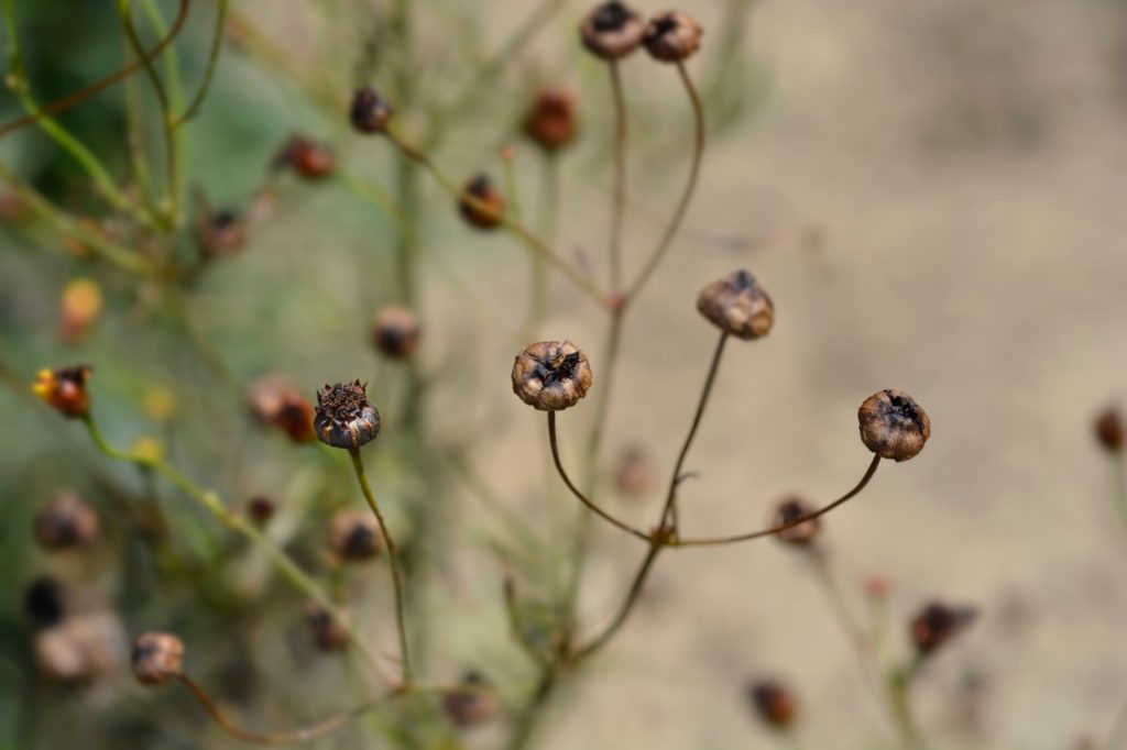the brown, rounded seed pods of a coreopsis plant