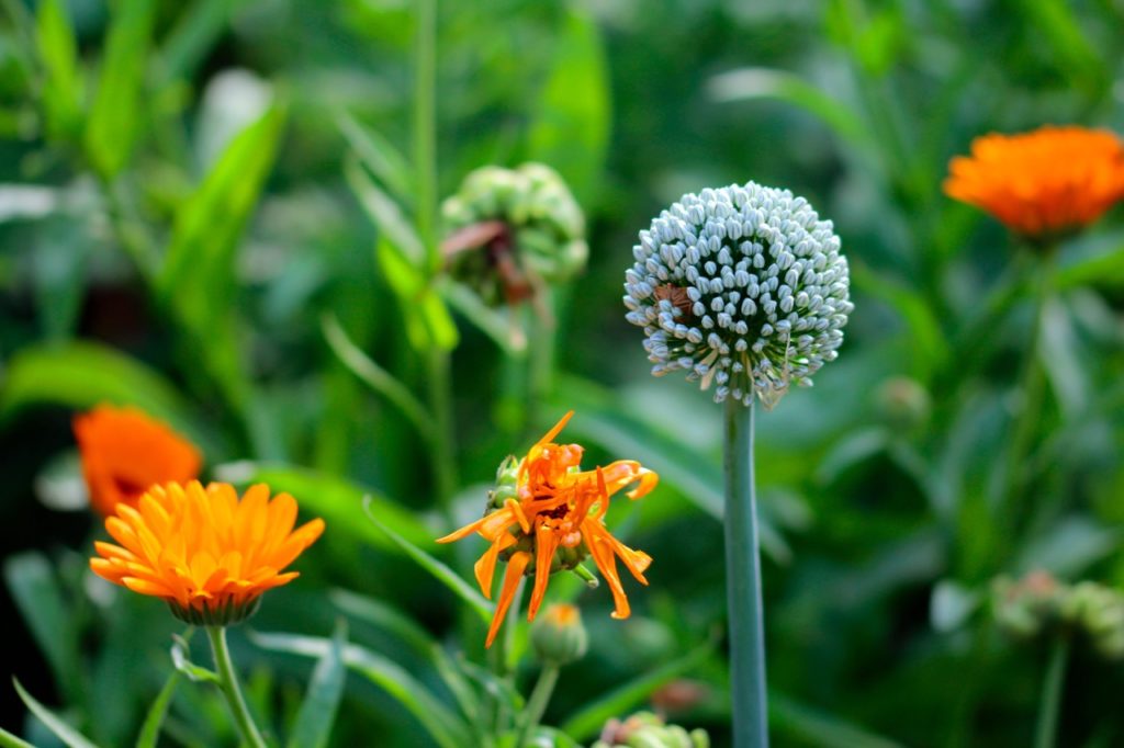 flowering onion growing next to some orange flowering common marigolds