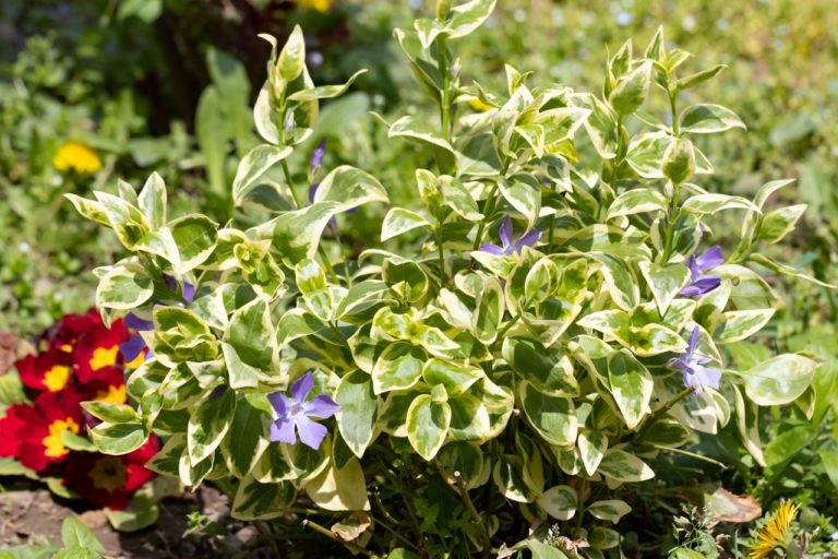 Vinca Minor ‘Periwinkle’ Care & Growing Tips Horticulture.co.uk