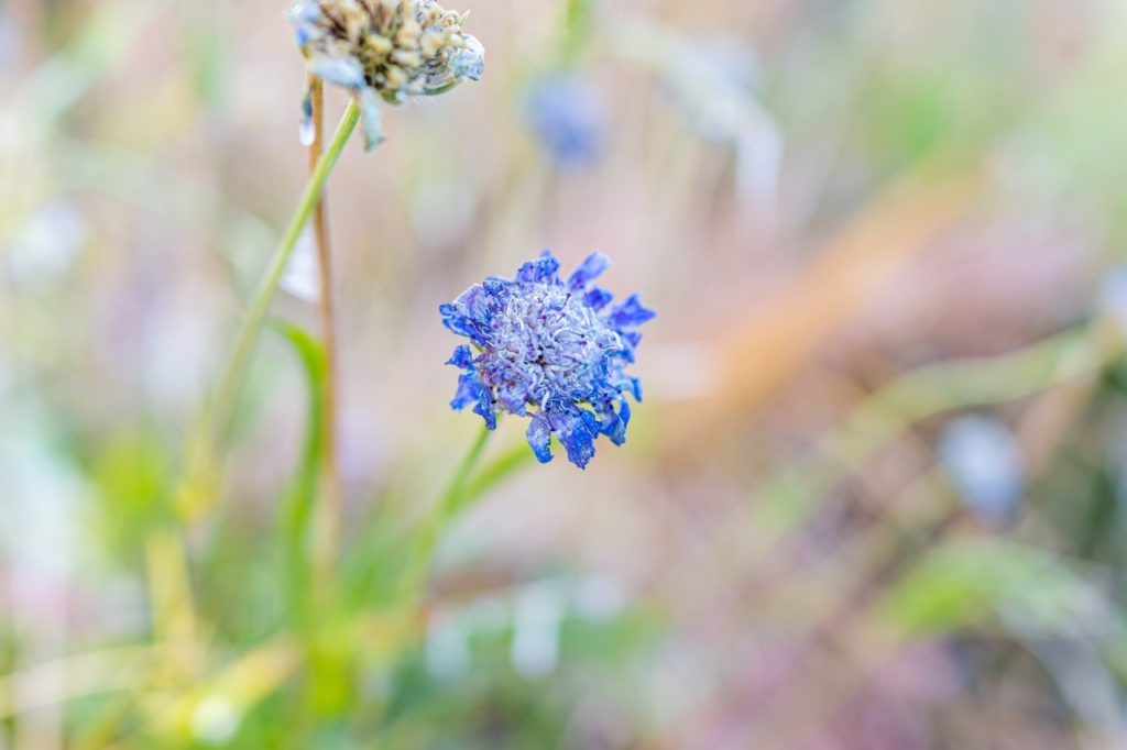 blue withered scabiosa flower ready to be deadheaded