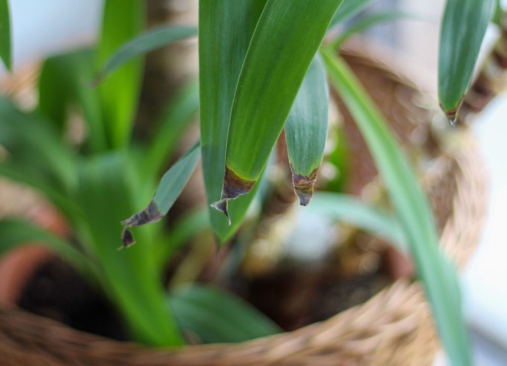 Watering Guidelines For Yucca Plants Horticulture.co.uk