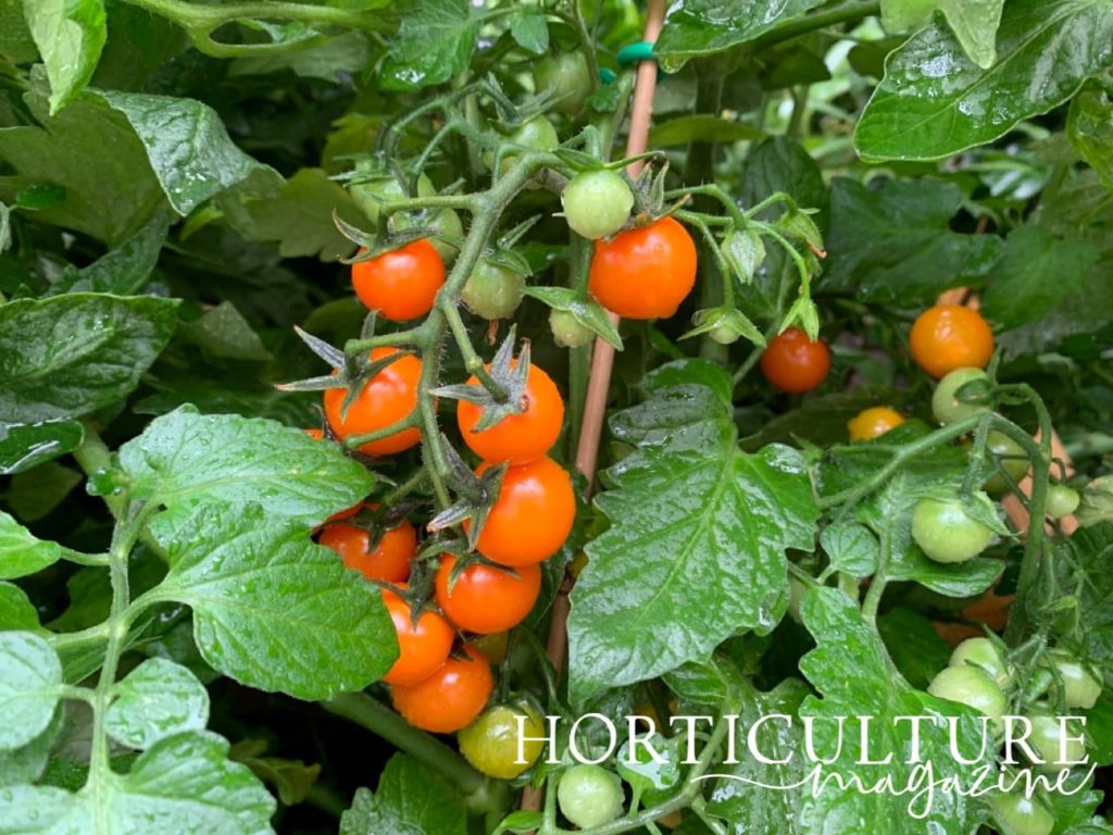 sungold tomatoes in various stages of ripeness, with some a deep orange colour