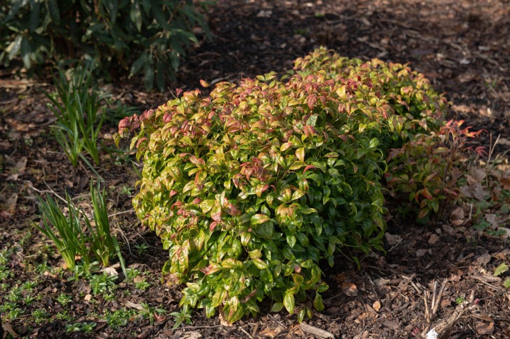 How To Prune Nandina Domestica Horticulture Magazine
