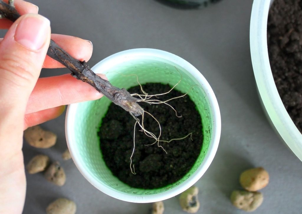 plant cutting with several long thin roots being held over a small green pot filled with compost