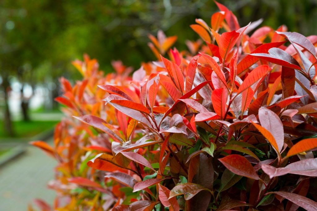 photinia hedge with green and red leaves growing next to a road