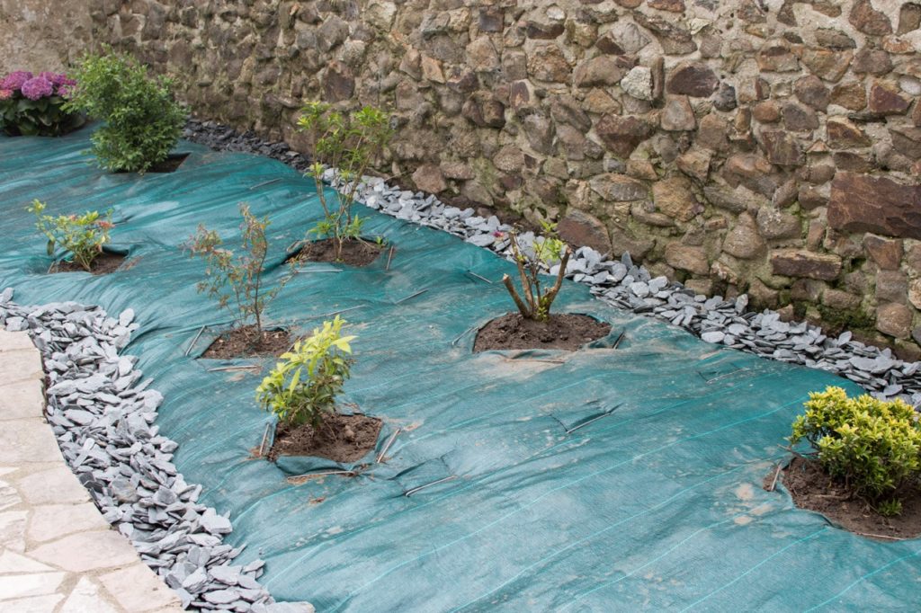plants growing from soil that has been protected by a green layer of plastic
