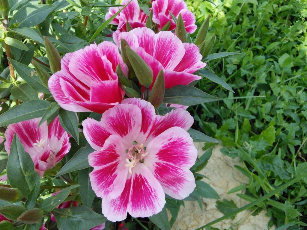 pink and white flowering godetias growing outside