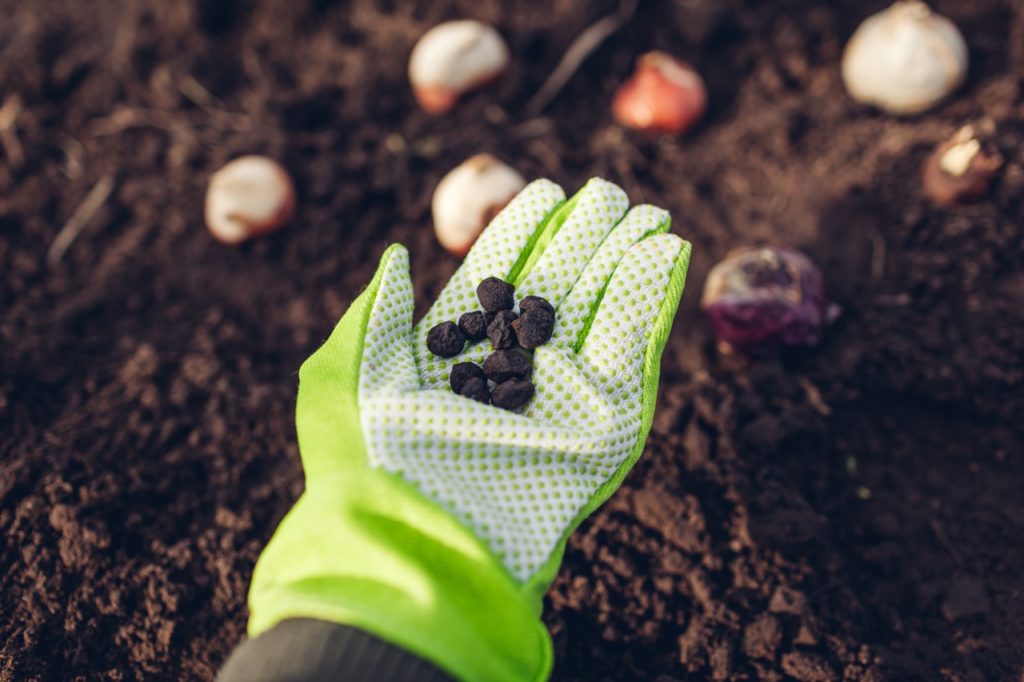 a hand wearing a gardening glove holding small black anemone bulbs over soil with other larger bulbs placed in the background