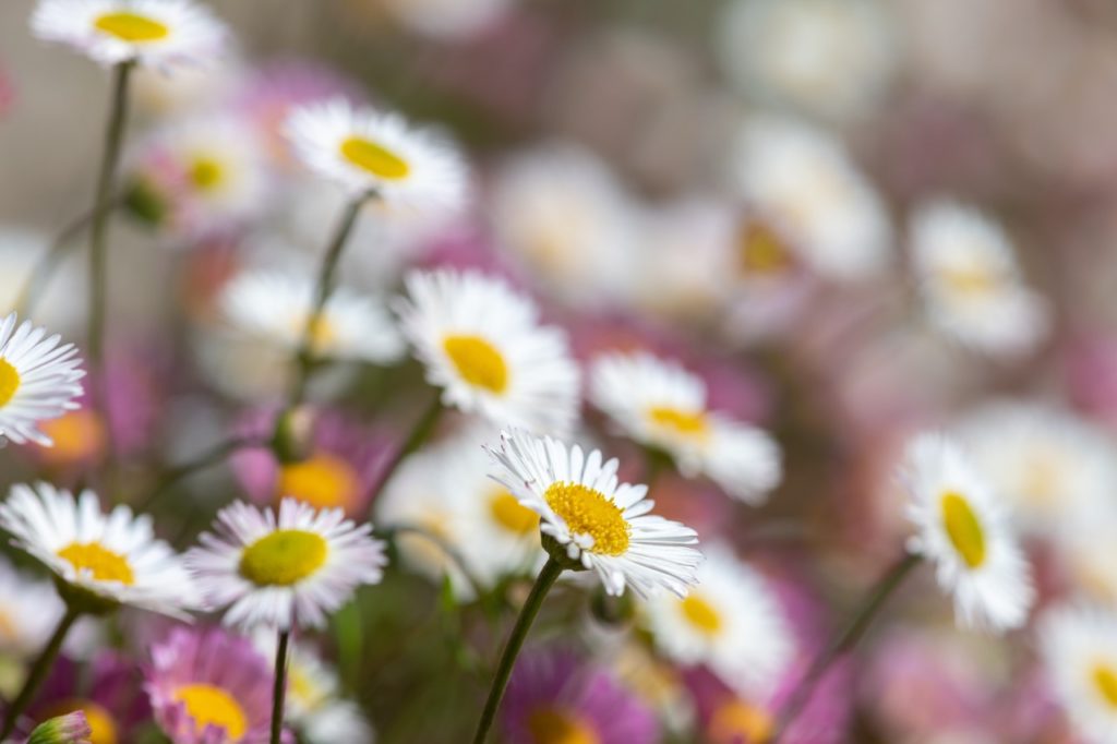 close-up of the white and pink flowerheads from Mexican fleabane
