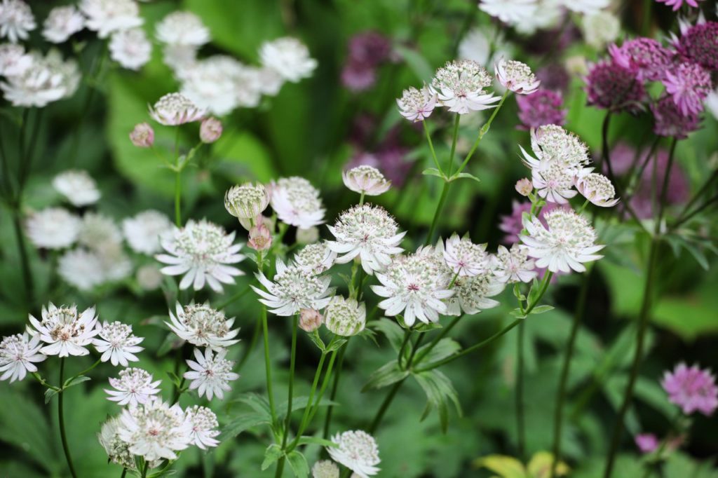 white and purple flowering Masterwort plants growing in a perennial border