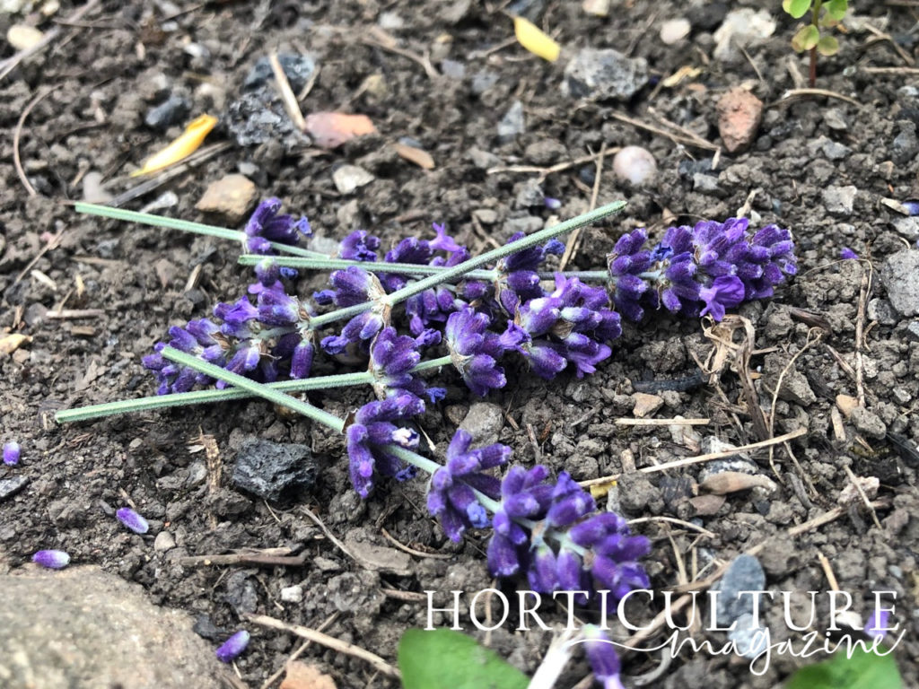 How (And When) To Prune Lavender Horticulture.co.uk