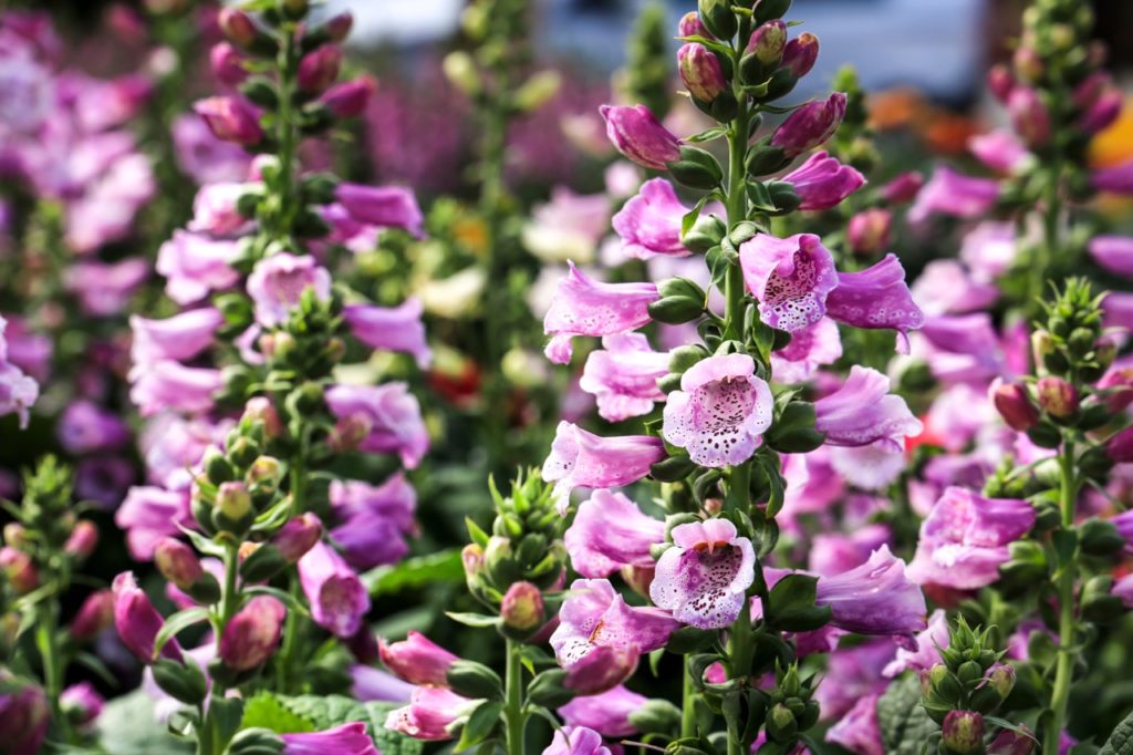 flowering spires with pink and purple dotted foxglove blooms adorning thick upright stems
