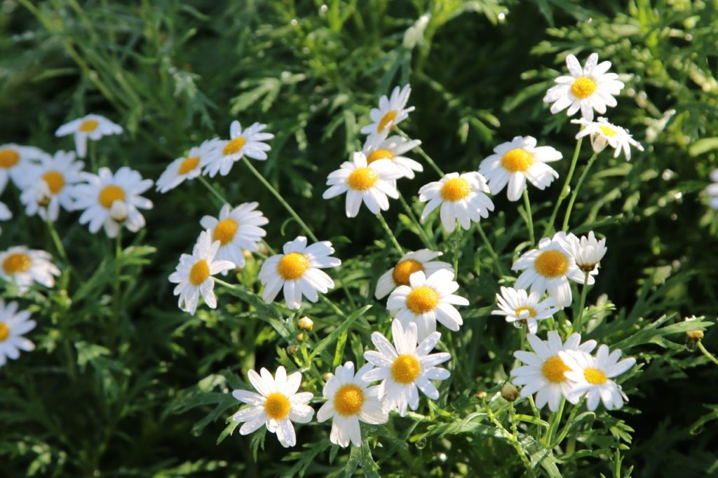 daisy-like chamomile flowers with white petals and yellow centres in full sun