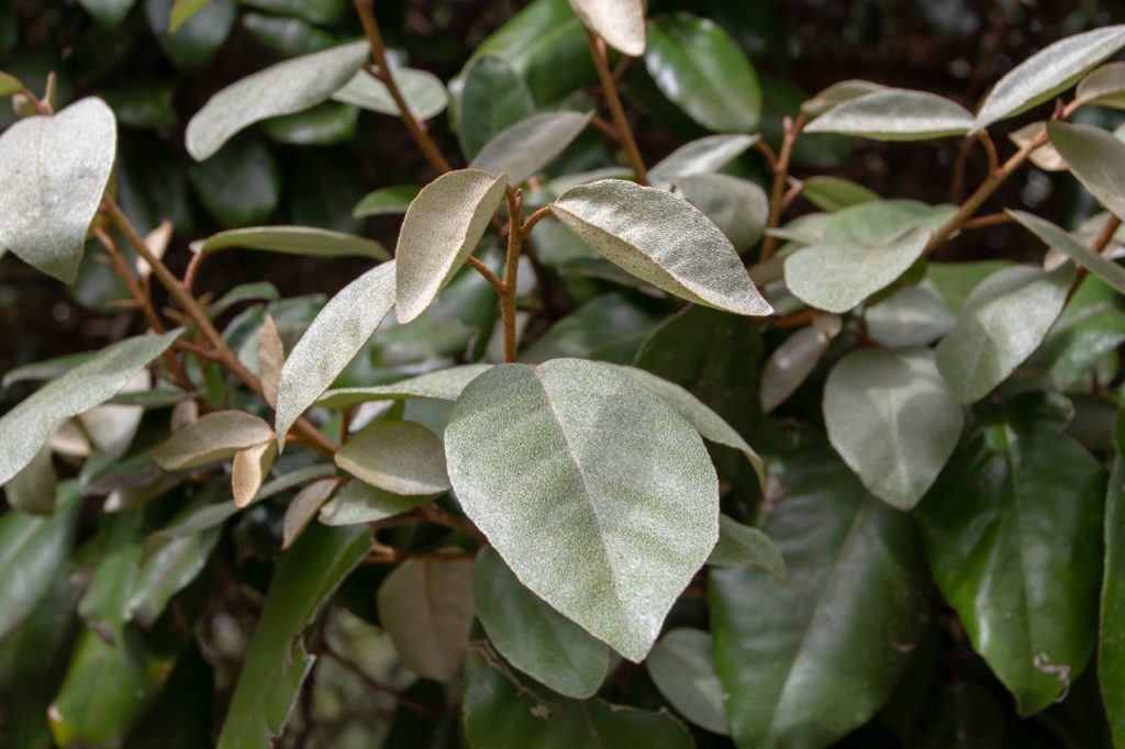 oleaster plant with silvery-green leaves and brown stems growing outside
