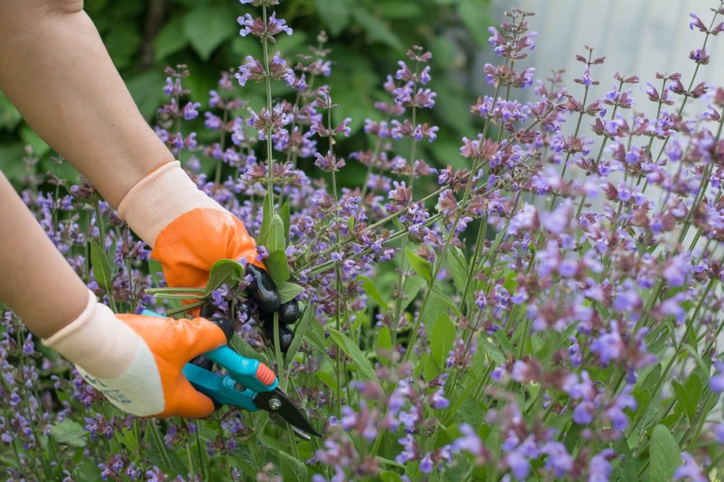 gardener using a pair of secateurs to deadhead a salvia shrub growing outside