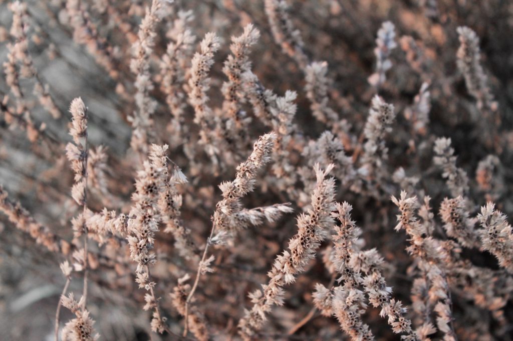 dried salvia plant with dead brown flowers growing outside over winter
