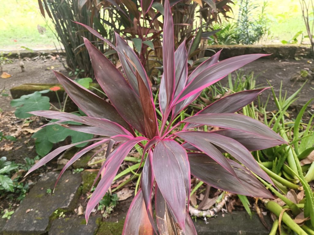 purple and pink leaves on a cordyline shrub growing in the ground outside