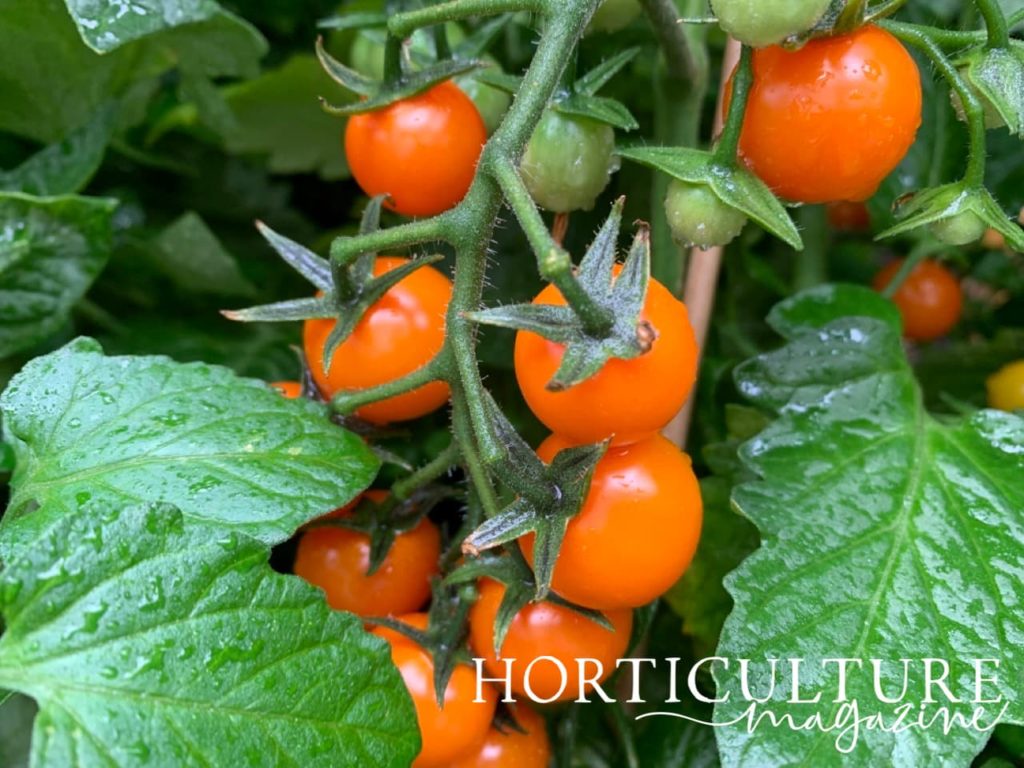 closer view of sungold tomato fruits on the vine