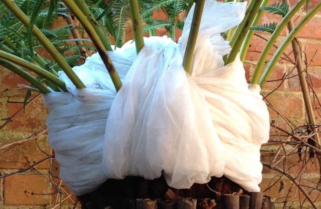 a tree fern that has had its stems swaddled in horticultural fleece growing in front of a brick wall